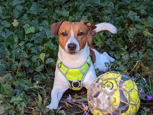 Wo sind die Jack und Parson Russell Terrier?-Beitrag-Bild