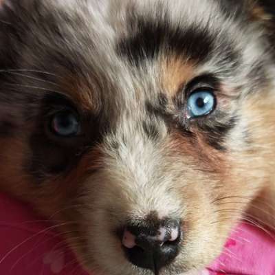 Hundetreffen-Welpentreffen-Bild