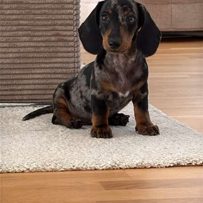 Hundetreffen-Welpentreffen im Raum Böblingen-Bild