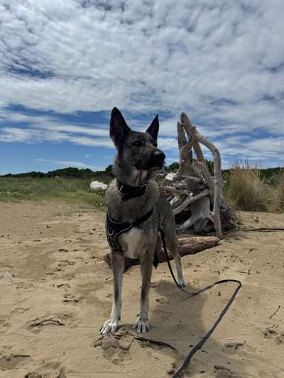Hundetreffen-Social Walk-Bild