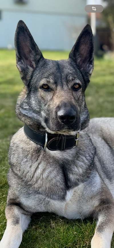 Hundetreffen-Social Walk am Müggelsee-Bild