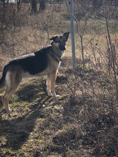 Hunde sind die beste Medizin-Beitrag-Bild