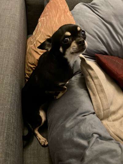 Hunderunde-Beitrag-Bild