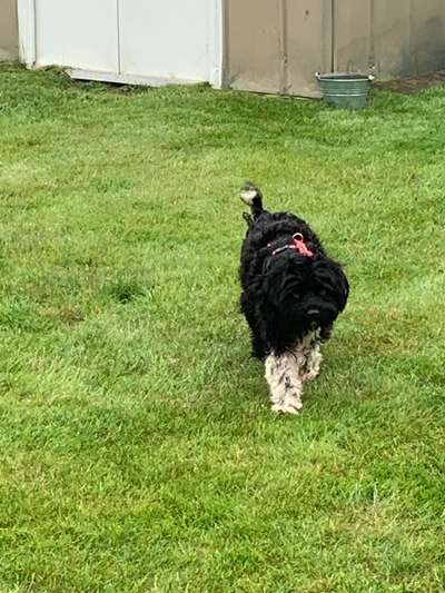 Mischlinge raten - Rätselspaß-Beitrag-Bild