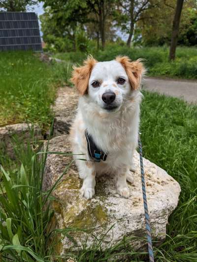 Hundetreffen-Gassirunden-Bild