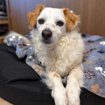 Hundetreffen-Hundebetreuung im fairen Austausch gesucht 🐾-Bild