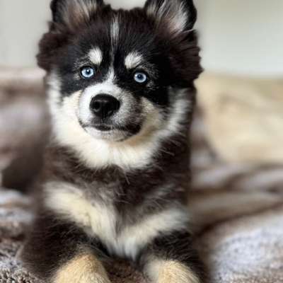 Pomsky-Beitrag-Bild