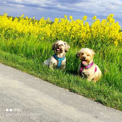 Die Dogorama Monats Challenge "Es grünt und blüht"-Beitrag-Bild