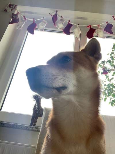 aktuelles Foto Gruppe SHIBA INU Raum Stuttgart