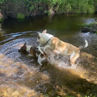 Hundetreffen-Spielrunden 🐾🐶-Bild