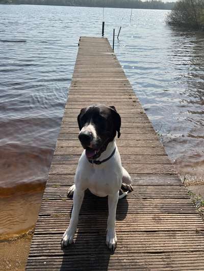 Deutsche Doggen-Beitrag-Bild