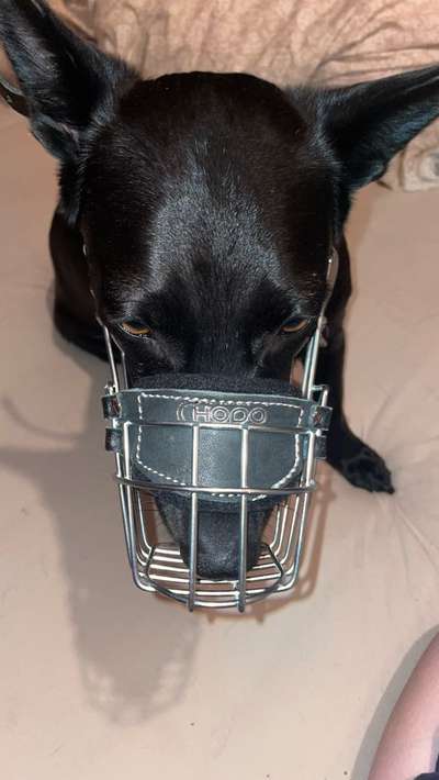 Wie sitzt mein Maulkorb / Maulkorb-Beratung-Beitrag-Bild