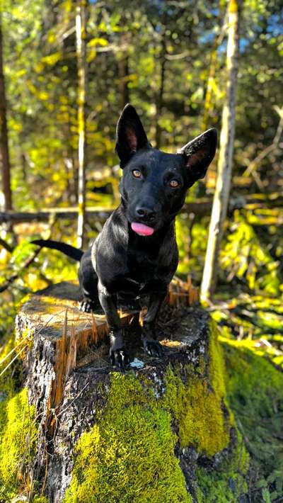 Hundetreffen-Gassirunden-Bild
