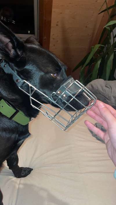 Wie sitzt mein Maulkorb / Maulkorb-Beratung-Beitrag-Bild