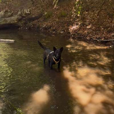 Hundetreffen-Große Runden an der Isar/ Fahrradtouren-Bild