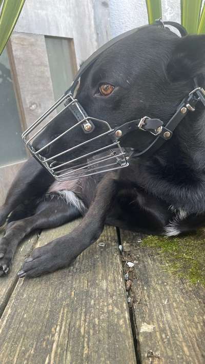 Wie sitzt mein Maulkorb / Maulkorb-Beratung-Beitrag-Bild