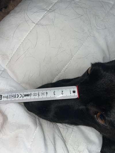 Wie sitzt mein Maulkorb / Maulkorb-Beratung-Beitrag-Bild