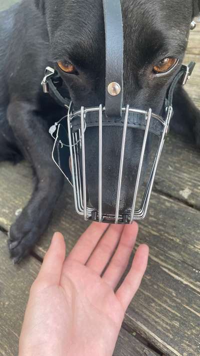 Wie sitzt mein Maulkorb / Maulkorb-Beratung-Beitrag-Bild