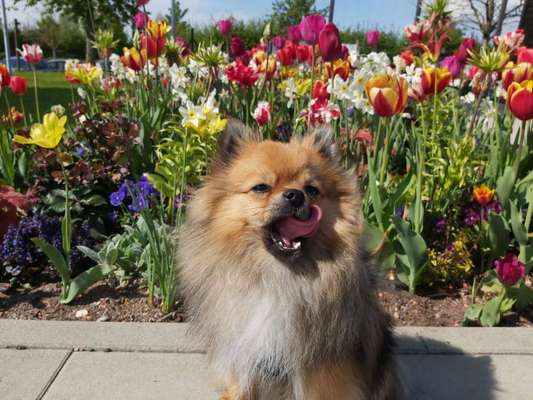 Tongue Out Tuesday-Beitrag-Bild