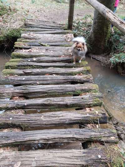 Dogorama Photo Challenge - Brücken-Beitrag-Bild