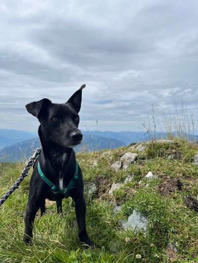 Mischlinge raten - Rätselspaß-Beitrag-Bild