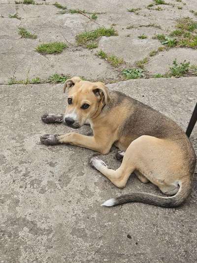 Hundetreffen-Spiel und Gassipartner gesucht-Bild