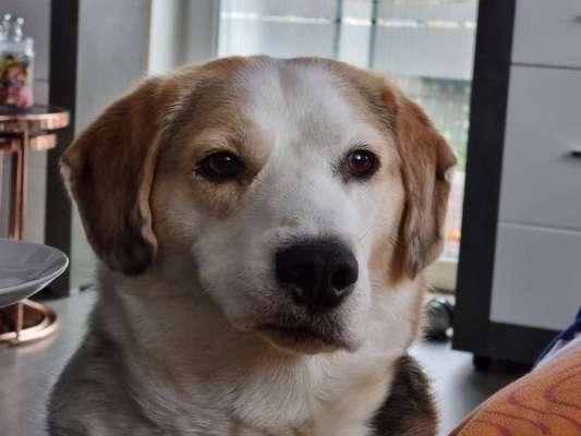 Zeigt mir die tollste Nahaufnahme von eurer Fellnase-Beitrag-Bild