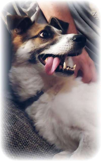 Dogorama Photo Challenge - Tricks, Tricks & Tricks!-Beitrag-Bild