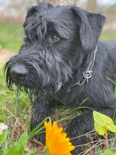 Zeichnungen eurer Hunde-Beitrag-Bild