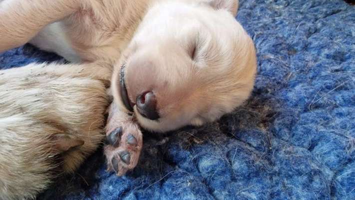 Hundetreffen-Suche Hundebetreuung-Bild