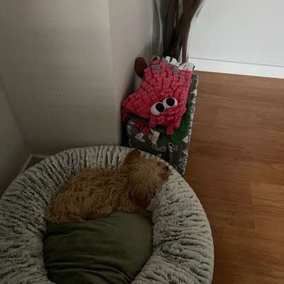 Hundetreffen-Welpentreffen im Vorgebirgspark-Bild