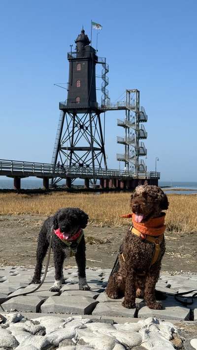 Perro de Aqua Espaniol-Beitrag-Bild