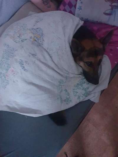 Darf der Hund bei Euch im Bett schlafen?-Beitrag-Bild