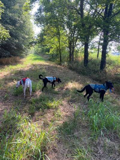 Hundetreffen-Social Walk ohne Leine.-Bild