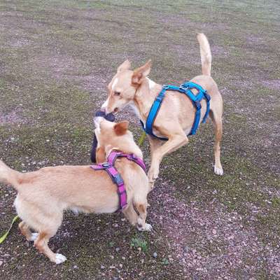 Podenco-Mix in NRW-Beitrag-Bild