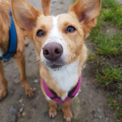 Mischlingshunde Foto Aufruf-Beitrag-Bild