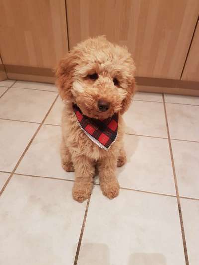 Labradoodle gesucht-Beitrag-Bild