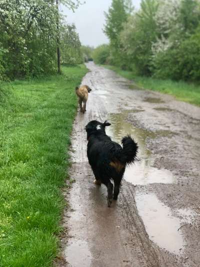 Dogorama-Monats-Challenge-Mai "Wasser"-Beitrag-Bild