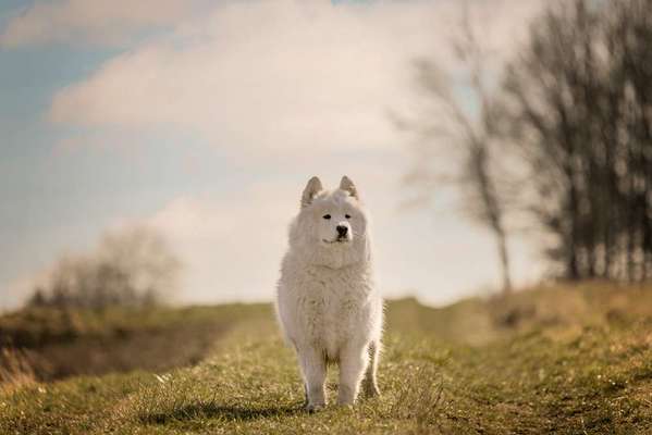 Foto's und Hundemodels-Beitrag-Bild