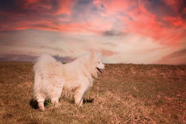 Foto's und Hundemodels-Beitrag-Bild