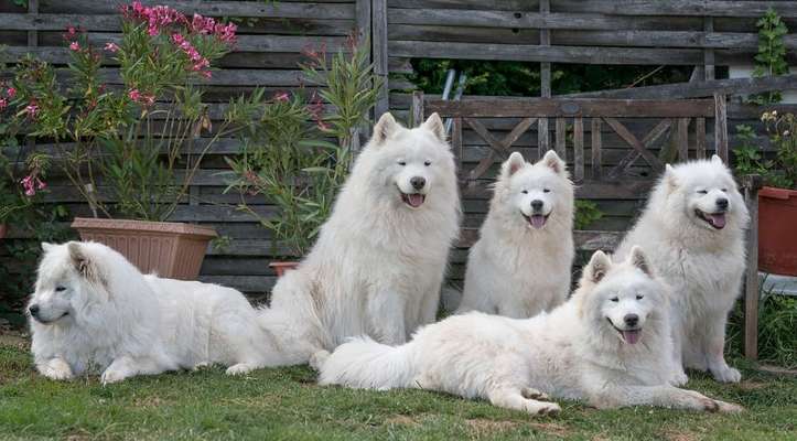 Nordische Hunde-Beitrag-Bild