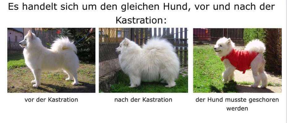 Samojede-Beitrag-Bild