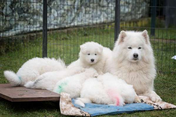 Welpen Bilder !-Beitrag-Bild