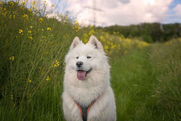 Die Dogorama Monats Challenge "Es grünt und blüht"-Beitrag-Bild