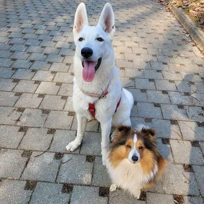 Hundetreffen-Hundespielgruppe sucht neue Freunde 🐕-Bild