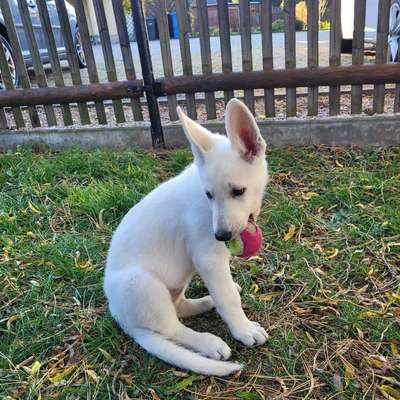 Hundetreffen-Suche andere Hunde zum Spielen-Bild