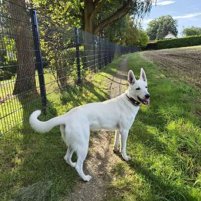Hundetreffen-Junge Weiße Schäferhündin sucht neue Freunde 🐕-Bild