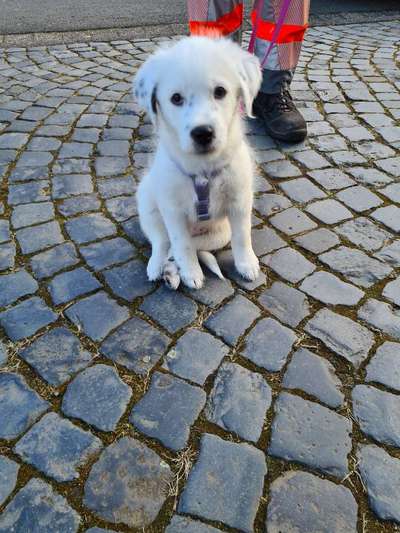 Welpen Bilder !-Beitrag-Bild