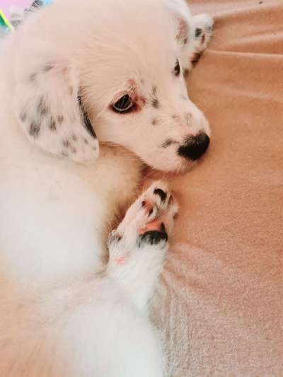 Welpen Bilder !-Beitrag-Bild