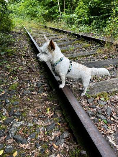 Nicht ganz alltägliche Hundenamen.
Wie kreativ wart ihr?-Beitrag-Bild